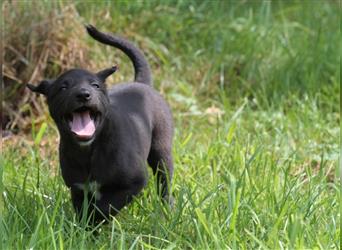 Zauberhafte dreiviertel Whippet Welpen abzugeben