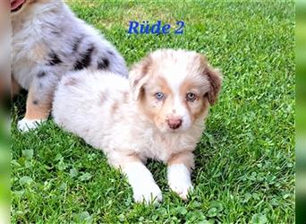 Australian Shepherd Welpen 