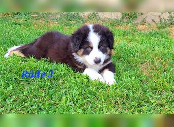 Australian Shepherd Welpen 