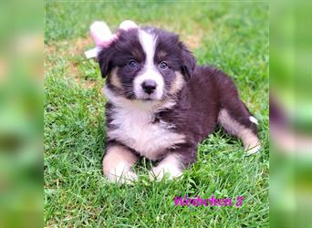 Australian Shepherd Welpen 