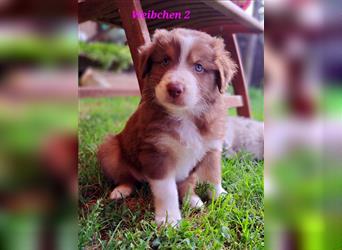 Australian Shepherd Welpen 