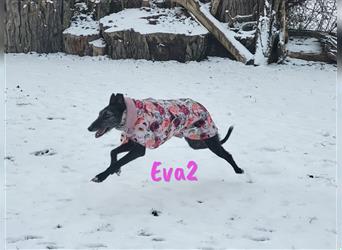 Eva2 03/2021 (in Deutschland) - neugierige und zurückhalte, wunderschöne Galga!