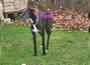 Eva2 03/2021 (in Deutschland) - neugierige und zurückhalte, wunderschöne Galga!