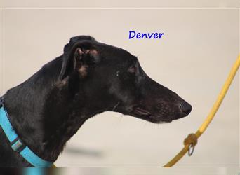 Denver 02/2018 (ESP) - sozialer, umgänglicher und anpassungsfähiger, wunderschöner Galgo!