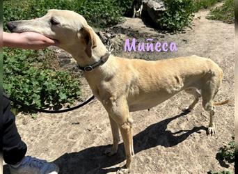 Muñeca 01/2019 (ESP) - verschmuste, liebevolle und soziale Galga mit kleiner Besonderheit!