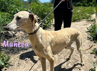 Muñeca 01/2019 (ESP) - verschmuste, liebevolle und soziale Galga mit kleiner Besonderheit!