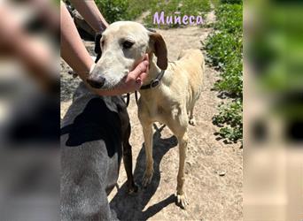 Muñeca 01/2019 (ESP) - verschmuste, liebevolle und soziale Galga mit kleiner Besonderheit!