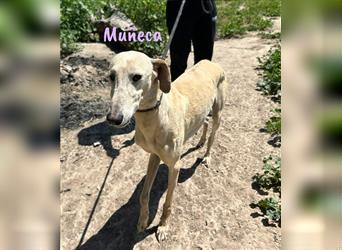 Muñeca 01/2019 (ESP) - verschmuste, liebevolle und soziale Galga mit kleiner Besonderheit!