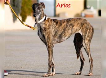 Aries 11/2019 (ESP) - gesellige und anhängliche, hübsche Galga sucht Familie!