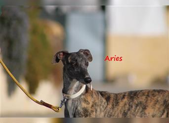 Aries 11/2019 (ESP) - gesellige und anhängliche, hübsche Galga sucht Familie!