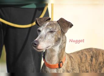 Nugget 06/2018 (ESP) - super nette und souveräne Galga mit tollem Charakter!