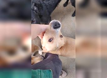 Dayton junger Mischling Rüde Junghund sucht Zuhause für immer oder Pflegestelle