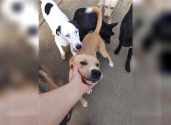 Dayton junger Mischling Rüde Junghund sucht Zuhause für immer oder Pflegestelle