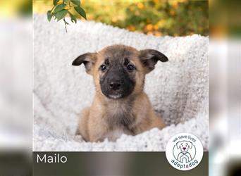 Mailo: Hundekind sucht ein Zuhause