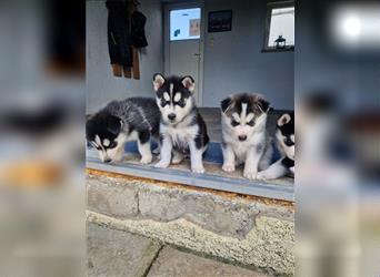 Huskywelpen suchen ein Zuhause