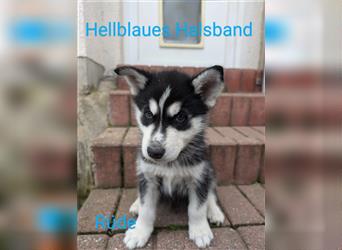 Huskywelpen suchen ein Zuhause