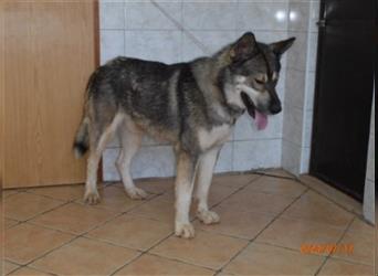 Levi Husky Mischlingsrüde Mischling Rüde sucht Zuhause oder Pflegestelle