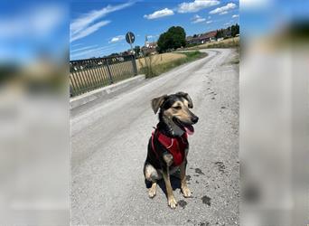 Polly  in der Nähe von Karlsruhe zu besuchen