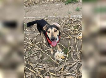 Polly  in der Nähe von Karlsruhe zu besuchen