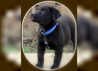 Australian Shepherd Labrador Welpen Aussiedor