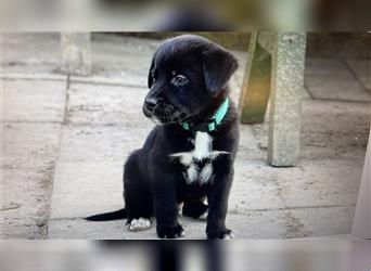 Australian Shepherd Labrador Welpen Aussiedor