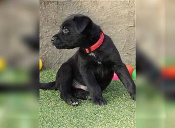 Australian Shepherd Labrador Welpen Aussiedor