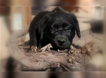 Australian Shepherd Labrador Welpen Aussiedor