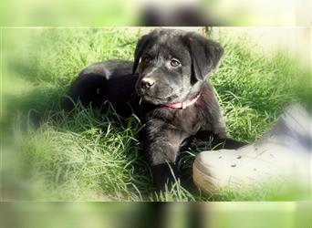 Australian Shepherd Labrador Welpen Aussiedor