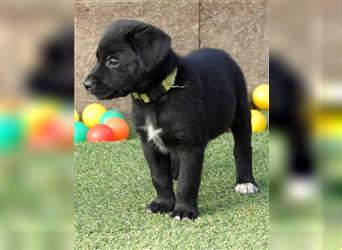 Australian Shepherd Labrador Welpen Aussiedor