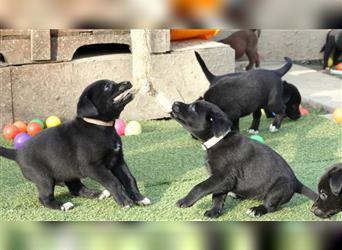 Australian Shepherd Labrador Welpen Aussiedor