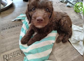 Labradoodle Welpen