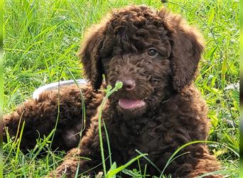 Labradoodle Welpen