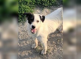 Der lebhafte Parson-Jack-Russel-Mix Kemal sucht ein aktives Zuhause.