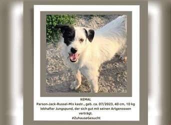 Der lebhafte Parson-Jack-Russel-Mix Kemal sucht ein aktives Zuhause.