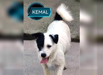 Der lebhafte Parson-Jack-Russel-Mix Kemal sucht ein aktives Zuhause.