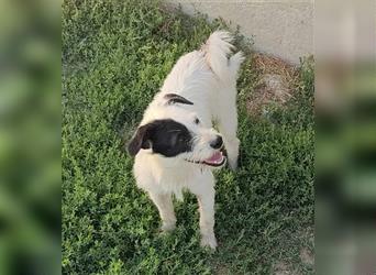 Der lebhafte Parson-Jack-Russel-Mix Kemal sucht ein aktives Zuhause.