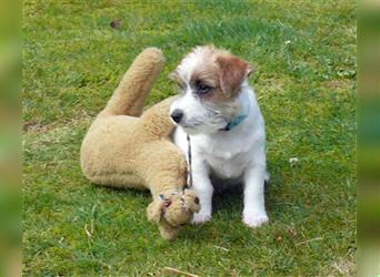 2 Jack Russell Terrier - Rüdenwelpen 3 Monate vom Züchter abzugeben