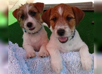 2 rassetypische Jack russell Terrier Rüdenwelpen 3 Monate alt