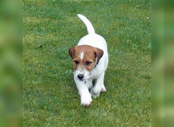 2 rassetypische Jack russell Terrier Rüdenwelpen 3 Monate alt