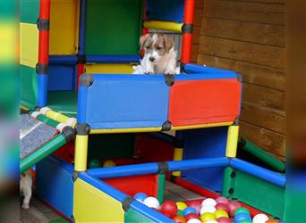 2 rassetypische Jack russell Terrier Rüdenwelpen 3 Monate alt