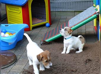 2 rassetypische Jack russell Terrier Rüdenwelpen 3 Monate alt