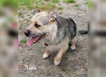 Luca, spaßiger Terriermix