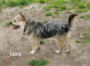 Luca, spaßiger Terriermix