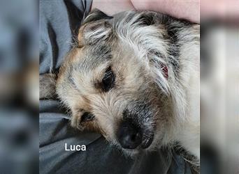 Luca, spaßiger Terriermix