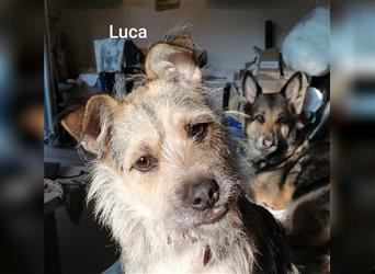 Luca, spaßiger Terriermix