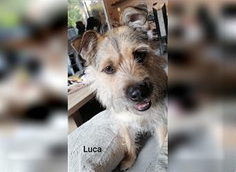 Luca, spaßiger Terriermix