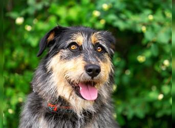 Die süße Schnauzerin Becky sucht ein Zuhause.