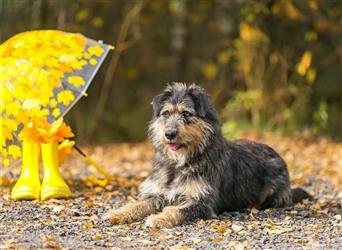 Die süße Schnauzerin Becky sucht ein Zuhause.