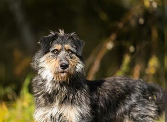 Die süße Schnauzerin Becky sucht ein Zuhause.