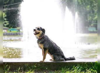 Die süße Schnauzerin Becky sucht ein Zuhause.